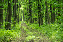 obraz široká cestička cez lesy